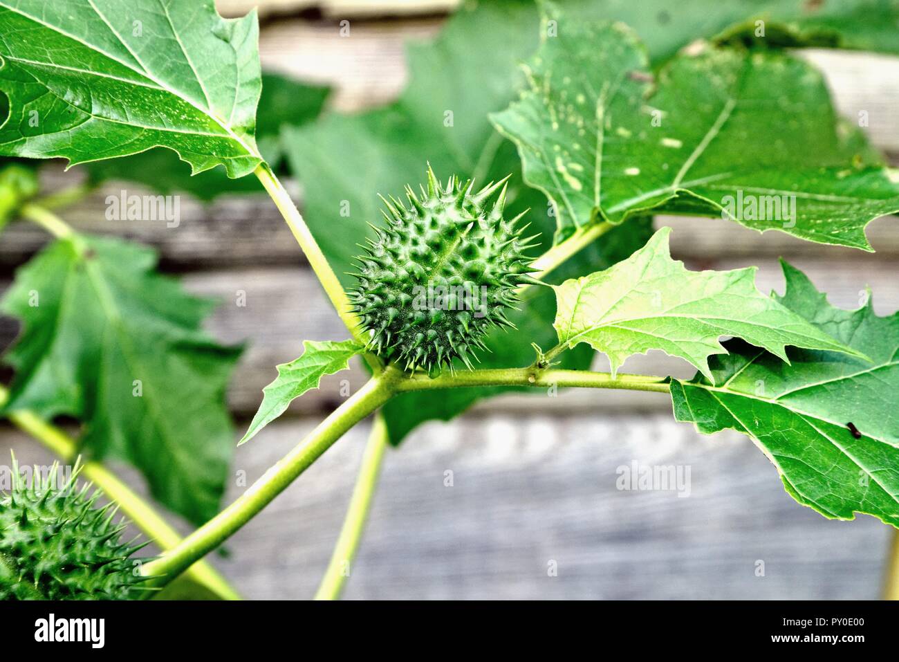 Datura Plant Stock Photos & Datura Plant Stock Images - Alamy