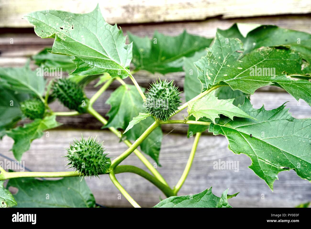 Spiky seed pod hires stock photography and images Alamy