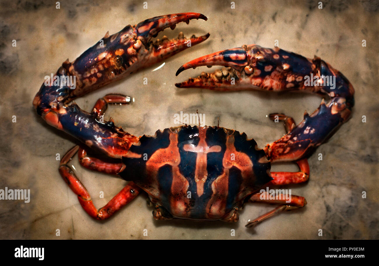 View from above of Philippine blue crab on marble plate, Boracay, Aklan, Philippines Stock Photo