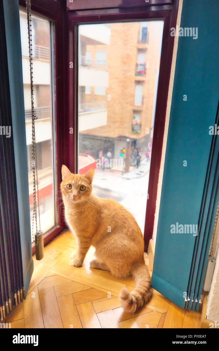 Cat Sitting In Window Stock Photos & Cat Sitting In Window Stock Images