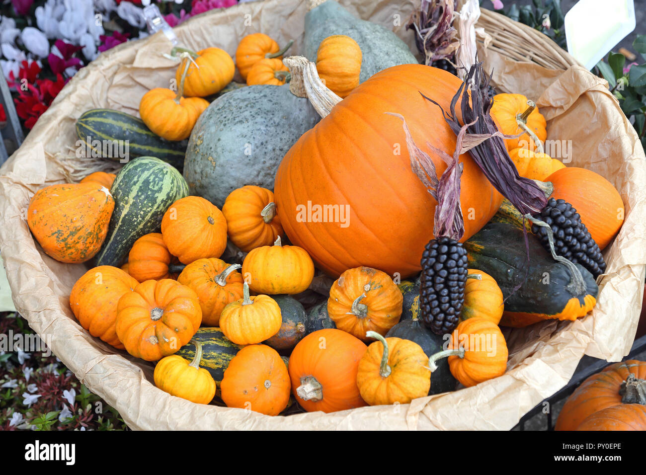 Pumpkins and Gourds for Halloween Natural Decoration in Basket Stock Photo