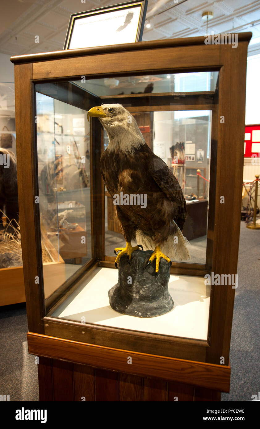 Taxidermied bald eagle on display in history museum in Kalispell, Montana Stock Photo