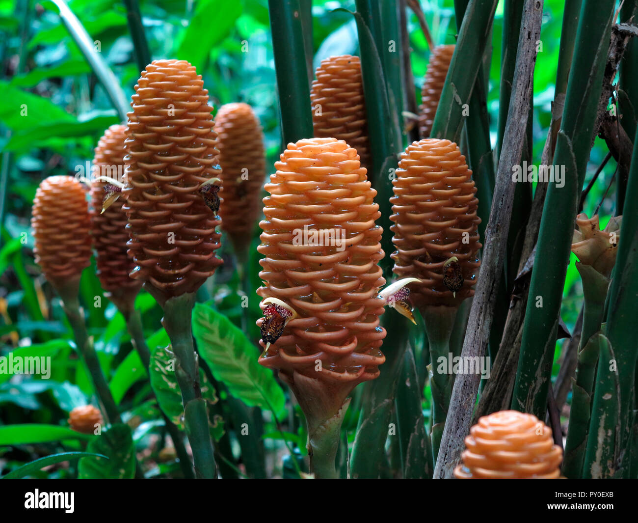 Close up of Zingiber spectabile flowers (Beehive ginger) in tropical