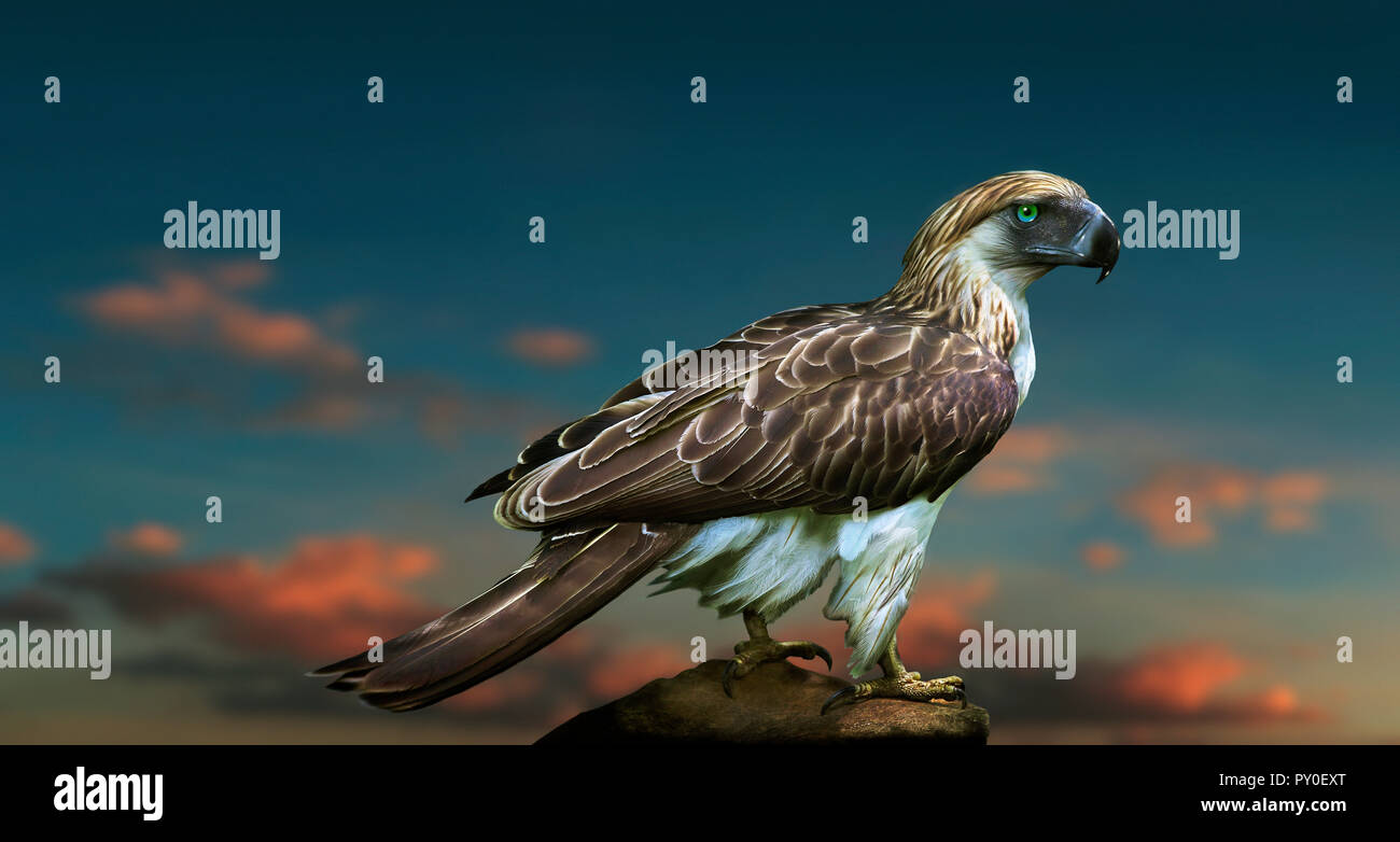 Philippine Eagle on blurred background with sunset clouds, Davao, Mindanao, Philippines Stock Photo