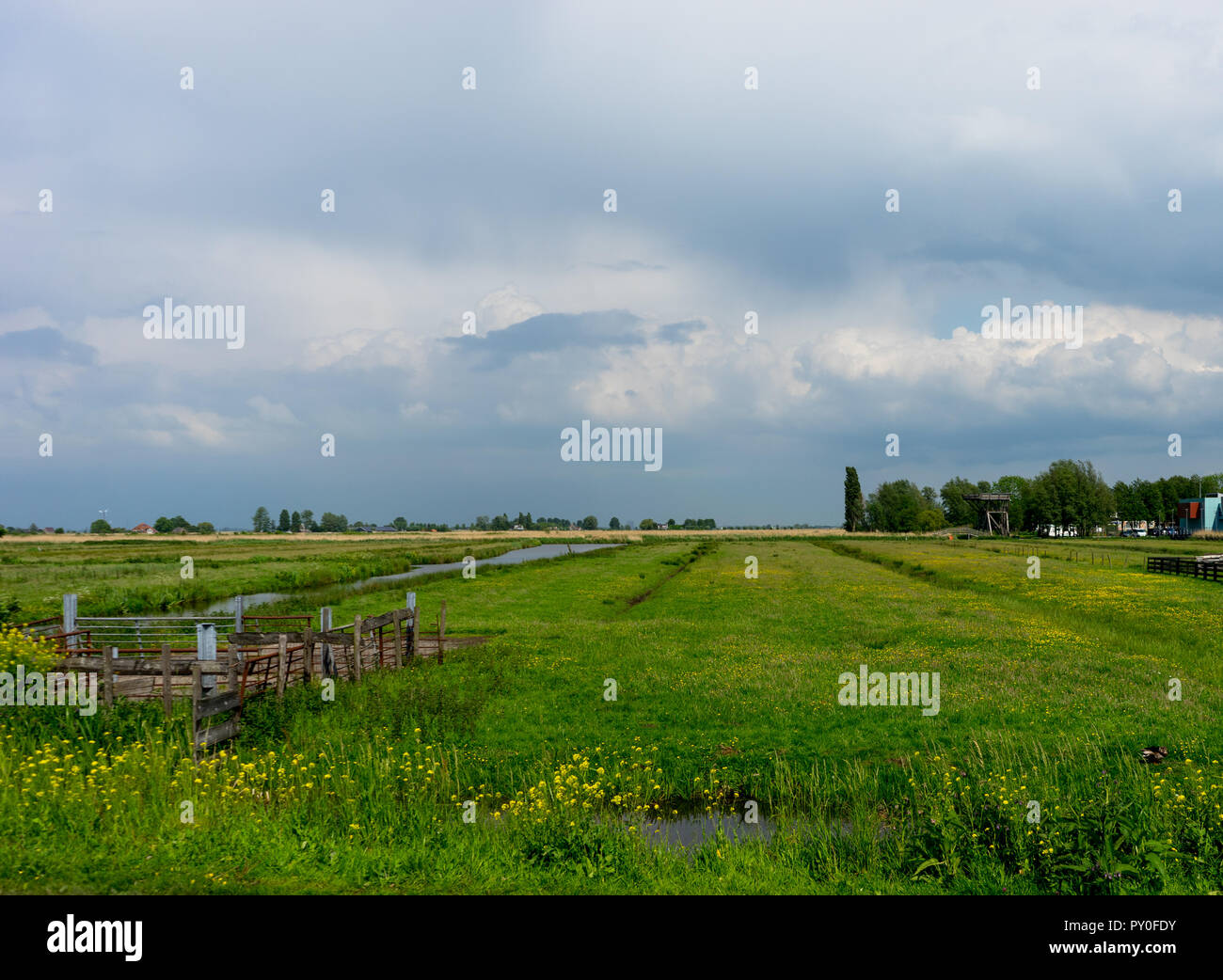Europe, Netherlands, Zaanse Schans, a large green field Stock Photo