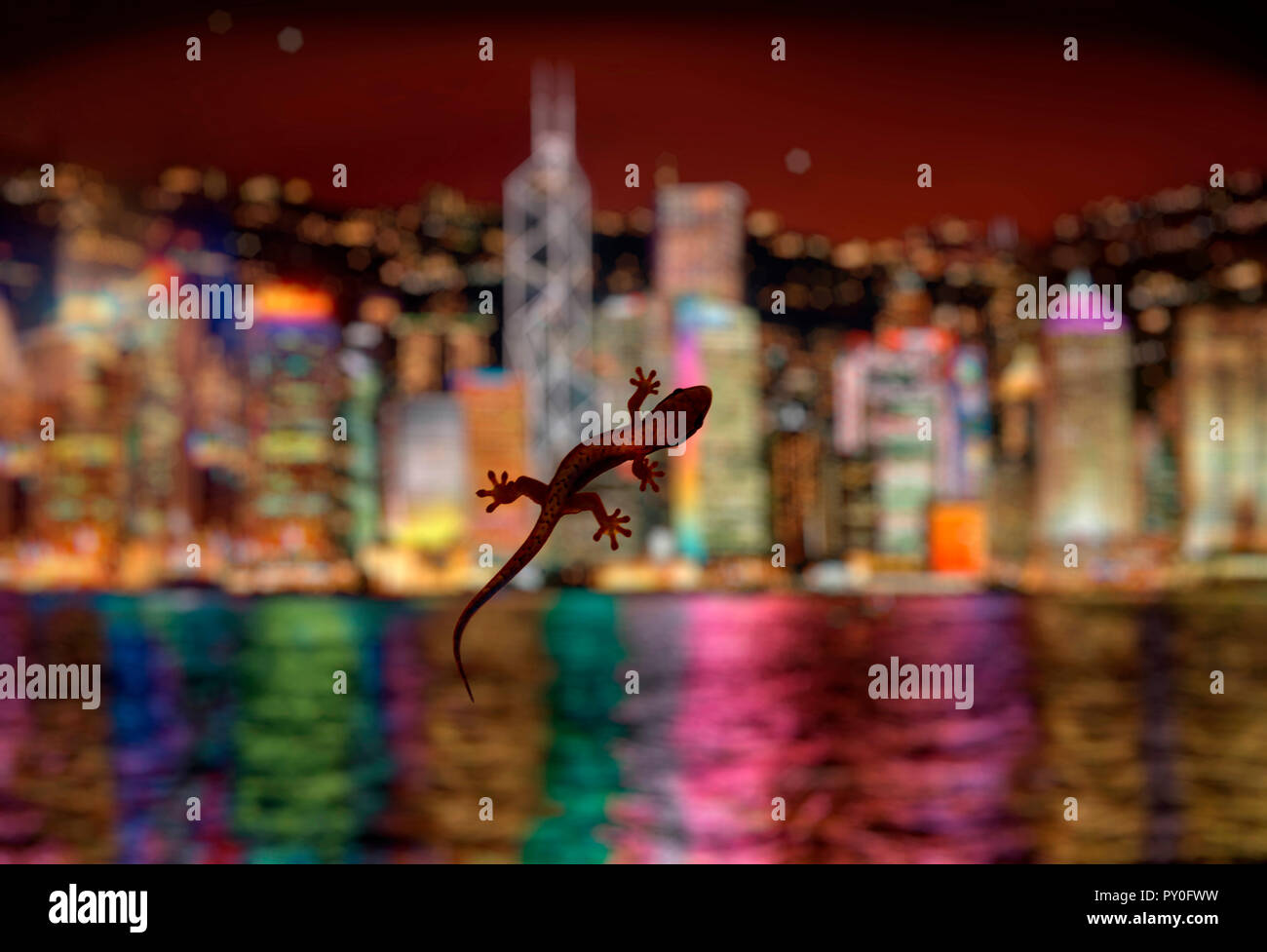 Lizard on hotel room window with blurred modern cityscape backdrop at night, Hong Kong, China Stock Photo