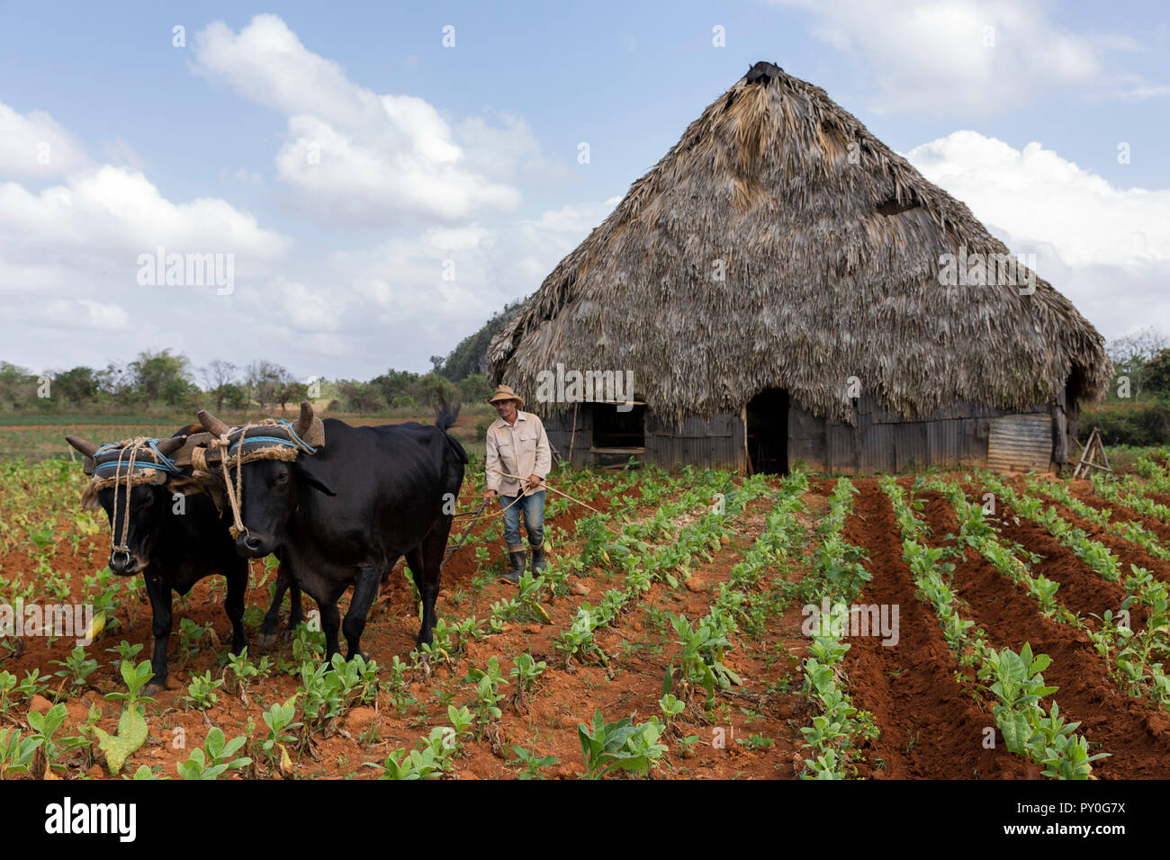 plowing tobacco Farmer plowing tobacco field in front of simple hut, Vinales, Pinar del Rio  Province, Cuba Stock Photo