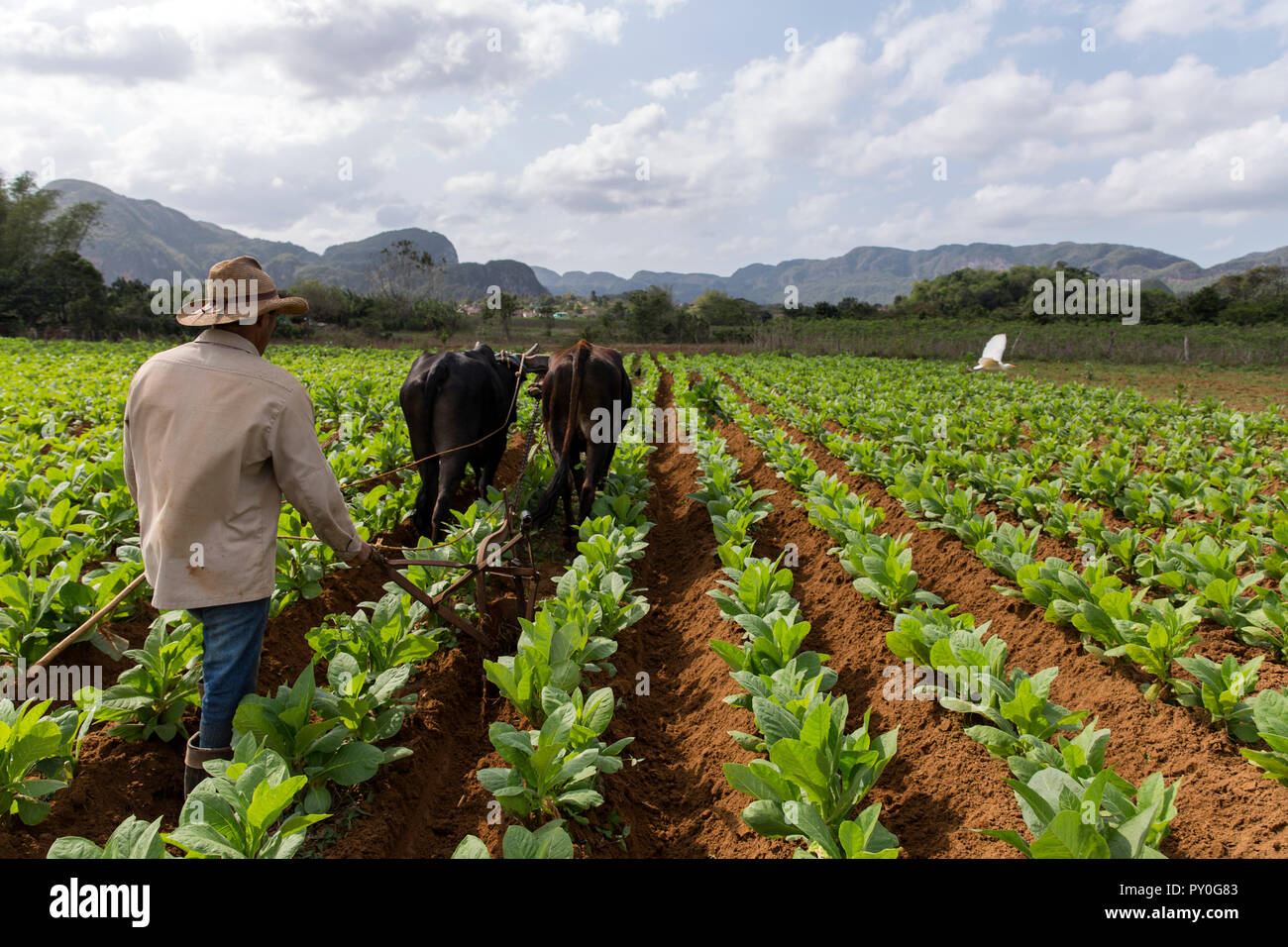 power against tobacco Tobacco control efforts protect 6.1 billion people – WHO's new report -  PAHO/WHO