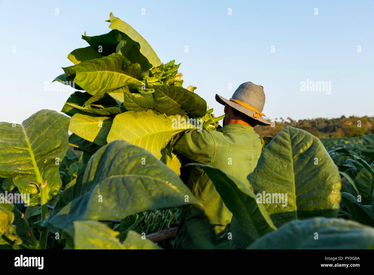 Male worker harvesting tobacco leaves in plantation, La Palma, Pinar del Rio Province, Cuba Stock Photo