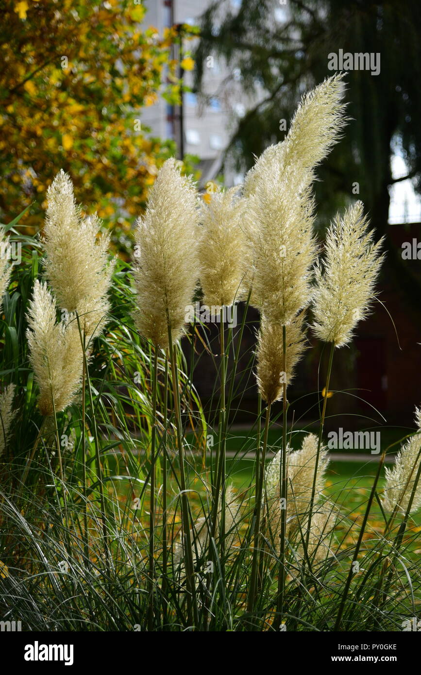Pampas grass in border hires stock photography and images Alamy