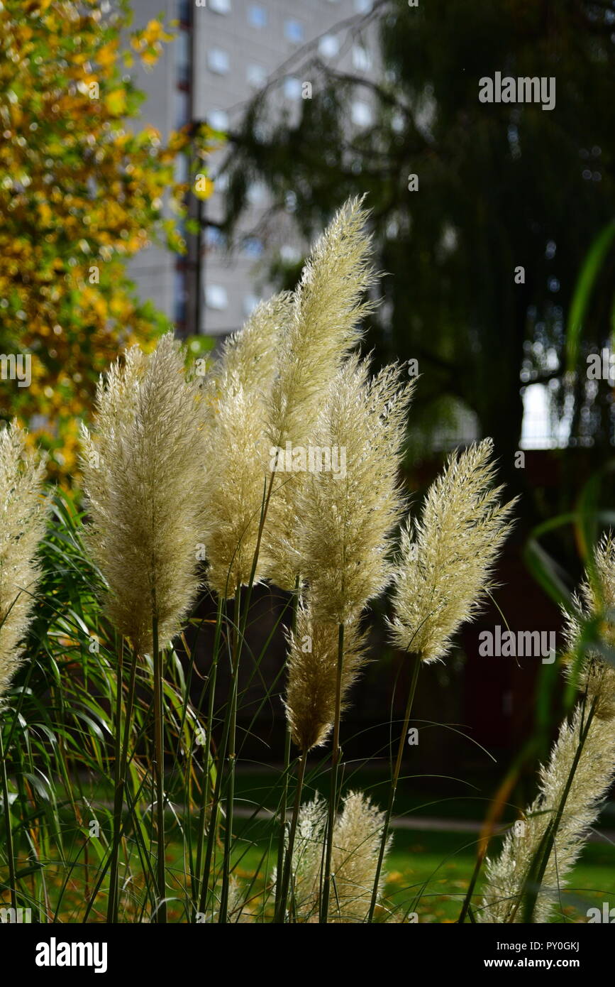 Pampas grass hires stock photography and images Alamy