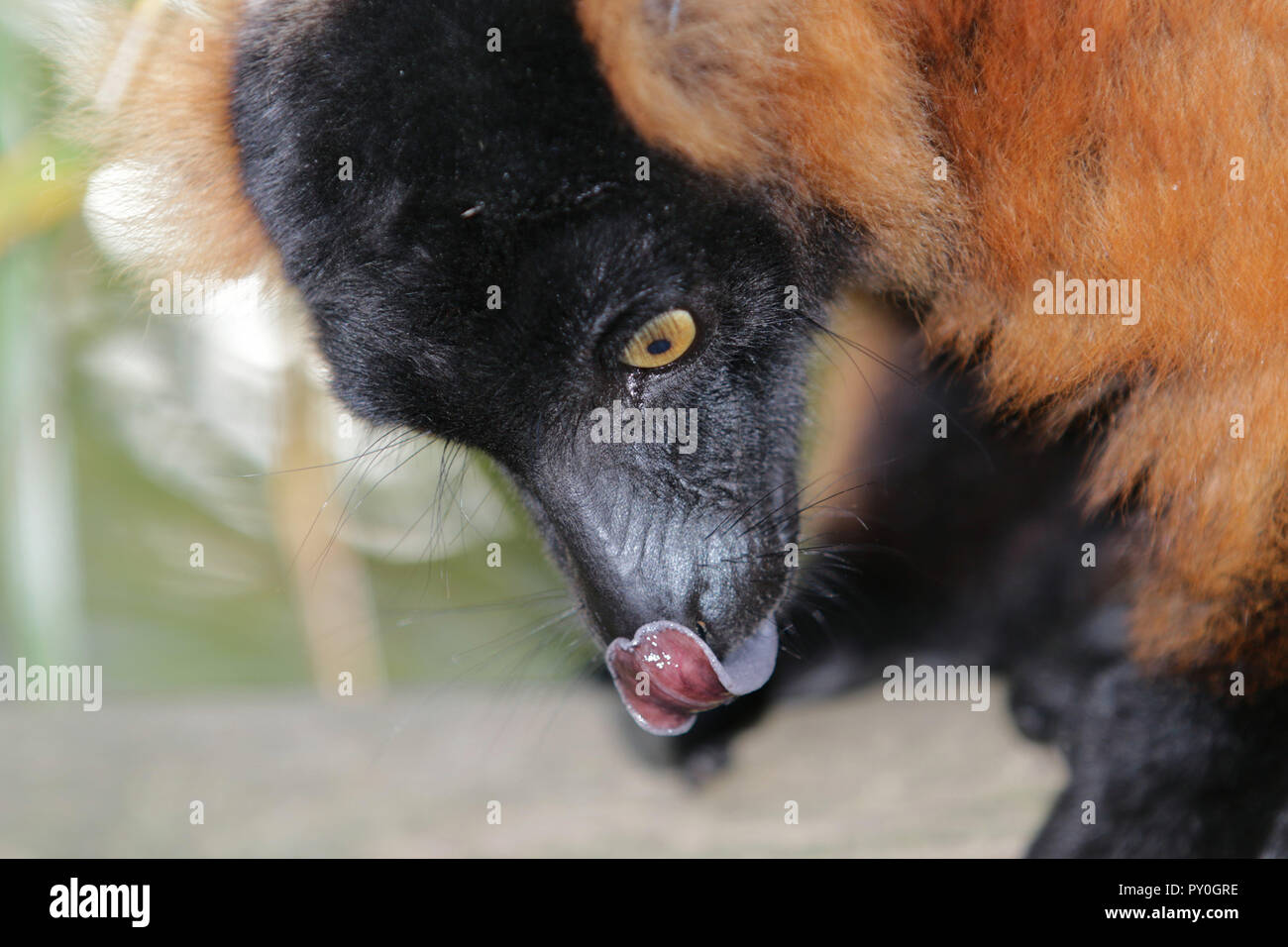 Red ruffed lemur Varecia rubra Stock Photo