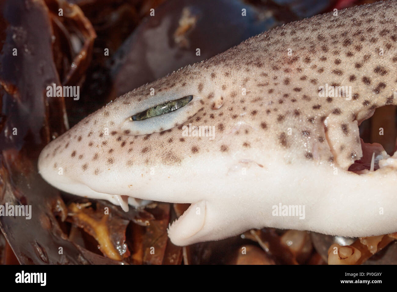 Small-spotted catshark (Scyliorhinus canicula). Worbarrow Bay, Dorset, UK. Stock Photo