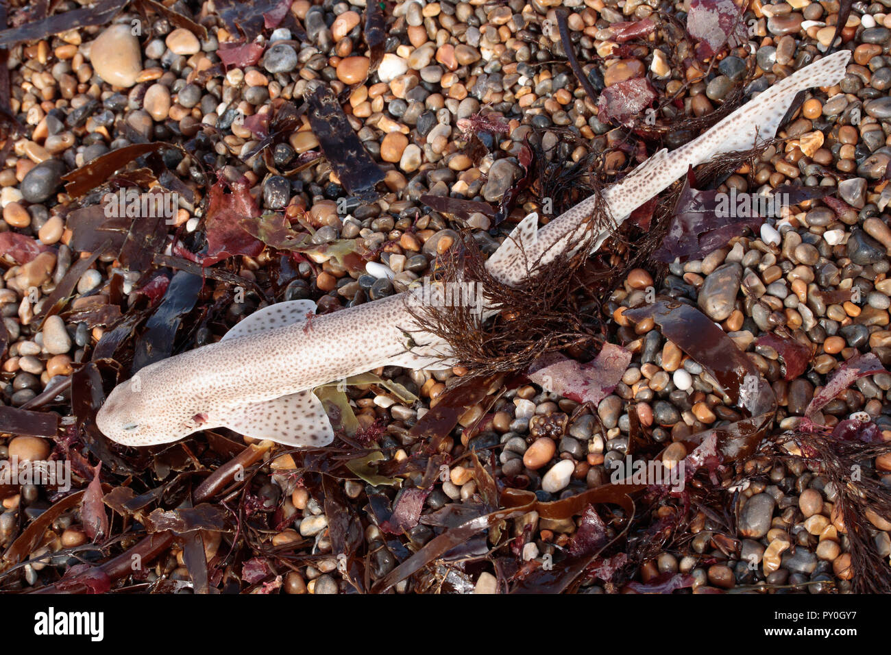 Small-spotted catshark (Scyliorhinus canicula). Worbarrow Bay, Dorset, UK. Stock Photo