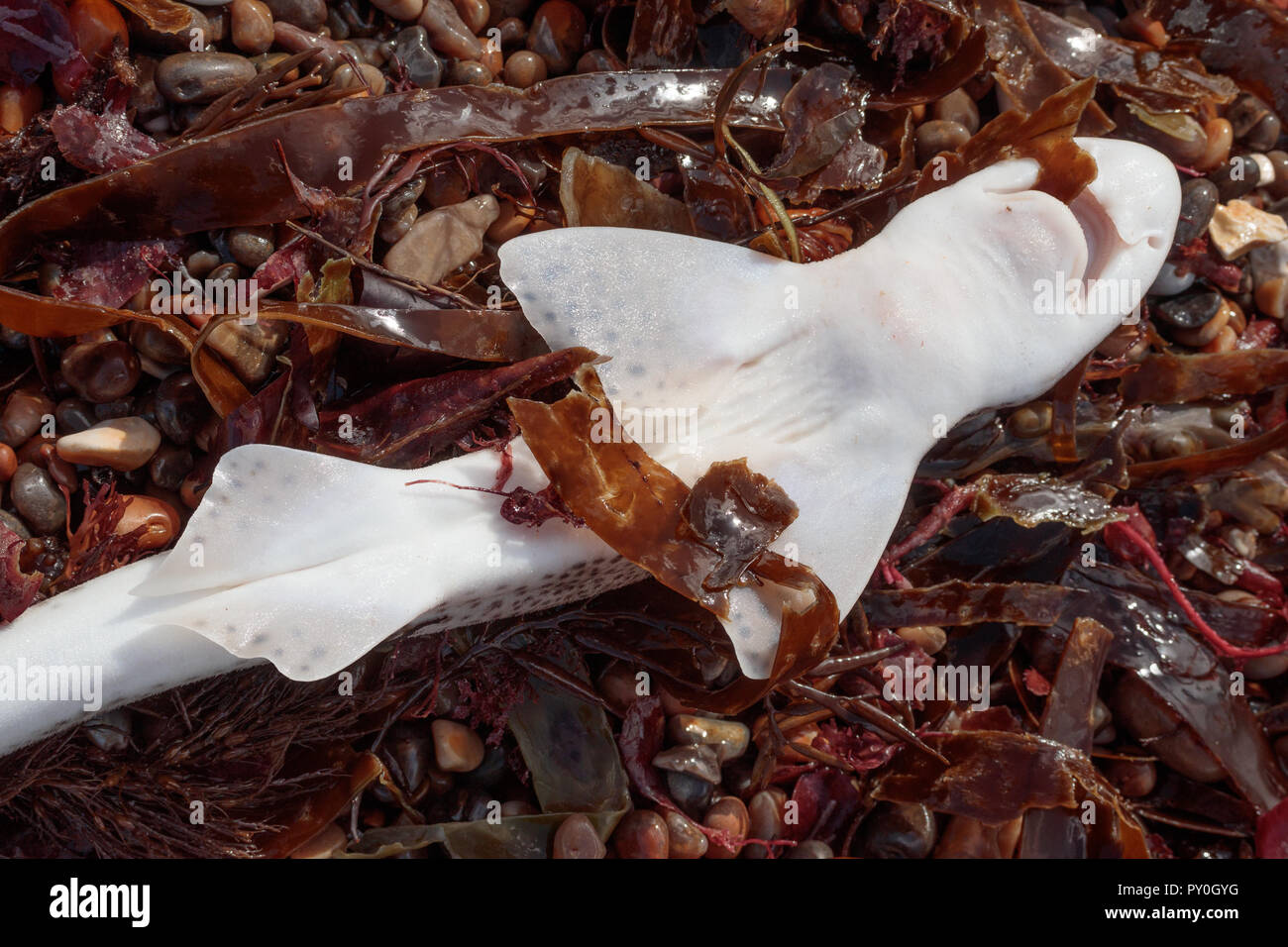 Small-spotted catshark (Scyliorhinus canicula) deceased on beach. Worbarrow Bay, Dorset, UK. Stock Photo