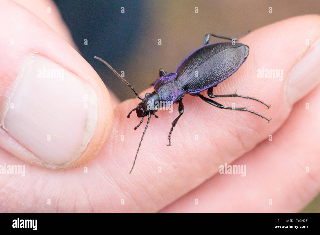 Violet ground beetle (Carabus violaceus) in hand. Surrey, UK. Stock Photo