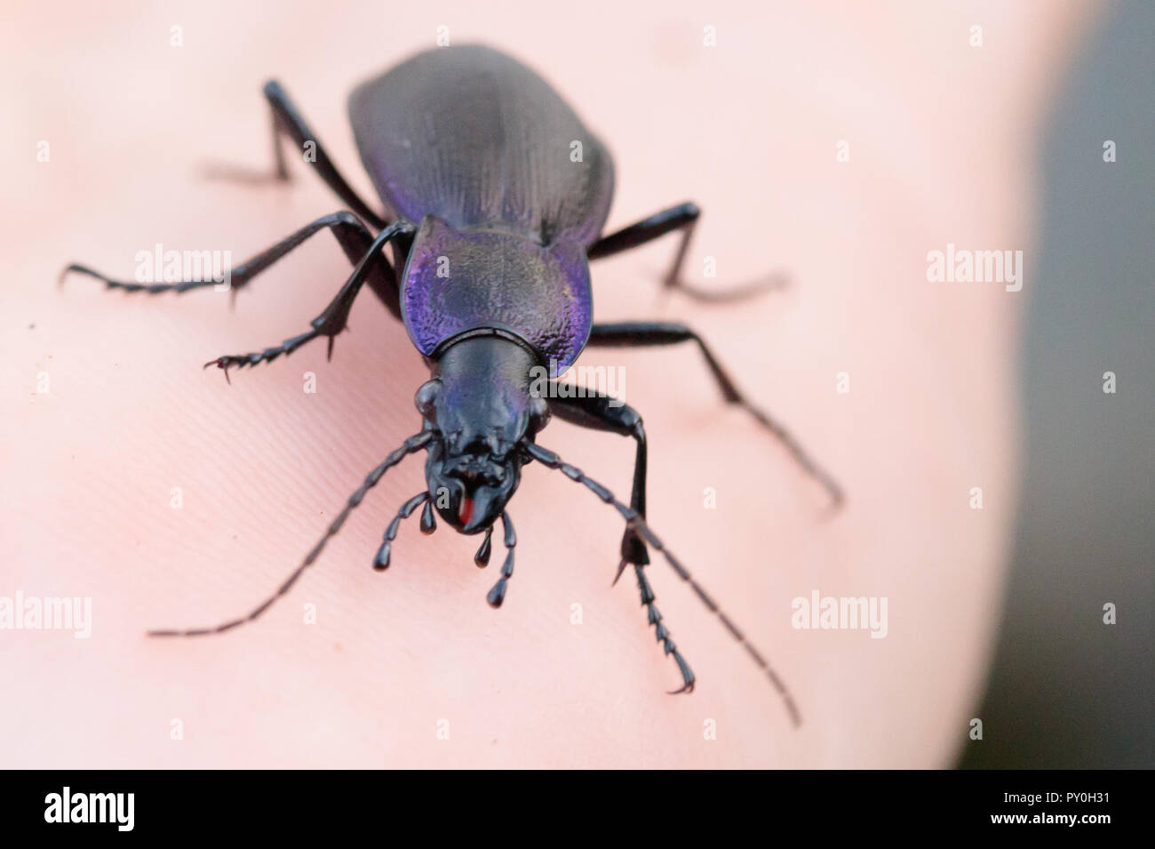 Violet ground beetle (Carabus violaceus) in hand. Surrey, UK. Stock Photo