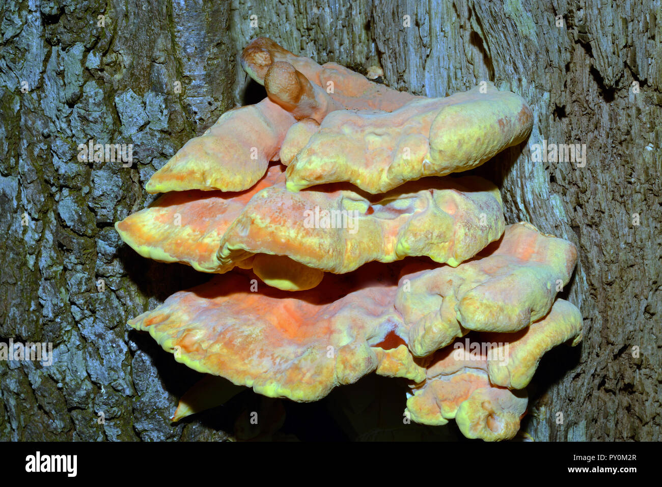 Laetiporus sulphureus (sulphur polypore) is a species of bracket fungus found in Europe and North America. It can be parasitic. Stock Photo