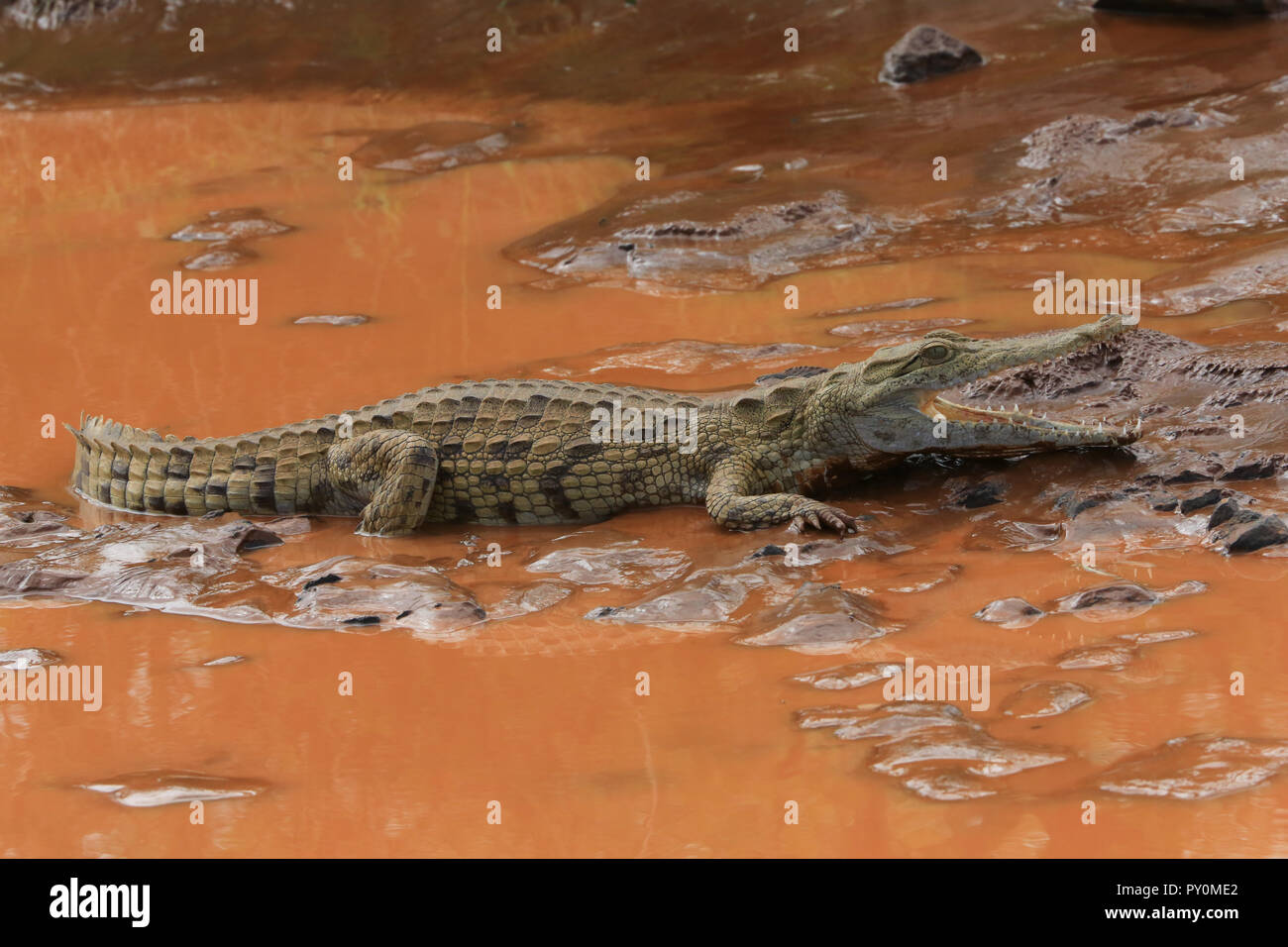 A Nile crocodile laying on the edge of a muddy pond in the Buffalo Springs National Reserve in Kenya, East Africa. Stock Photo