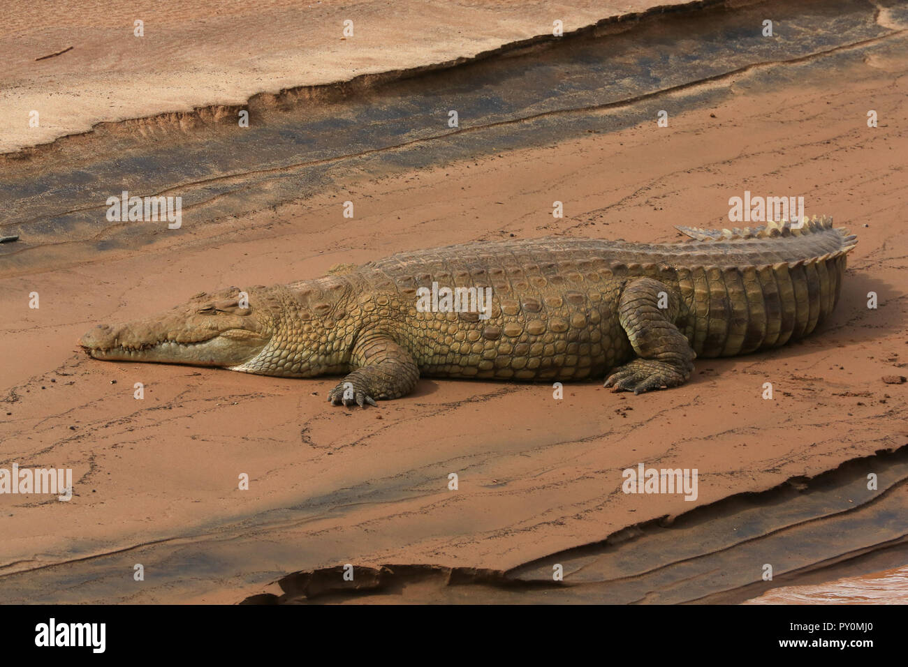 A Nile Crocodile laying in the sun on the banks of the Ewaso Ngiro River opposite the Sarova Shaba Game Lodge in the Shaba National Reserve, Kenya. Stock Photo