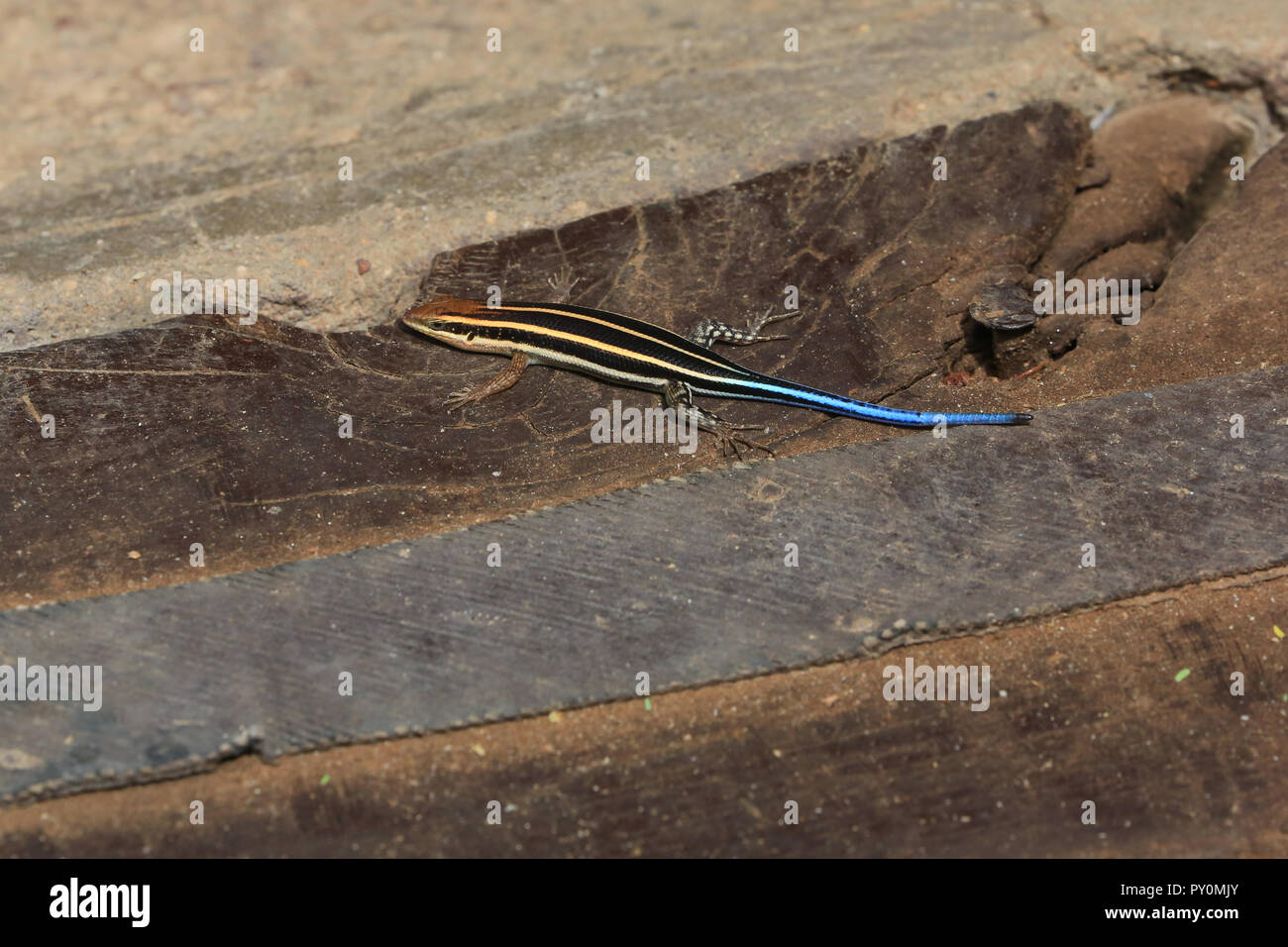 A striped skink lizard at the Sarova Shaba Game Lodge in Shaba National Reserve, Kenya. Stock Photo