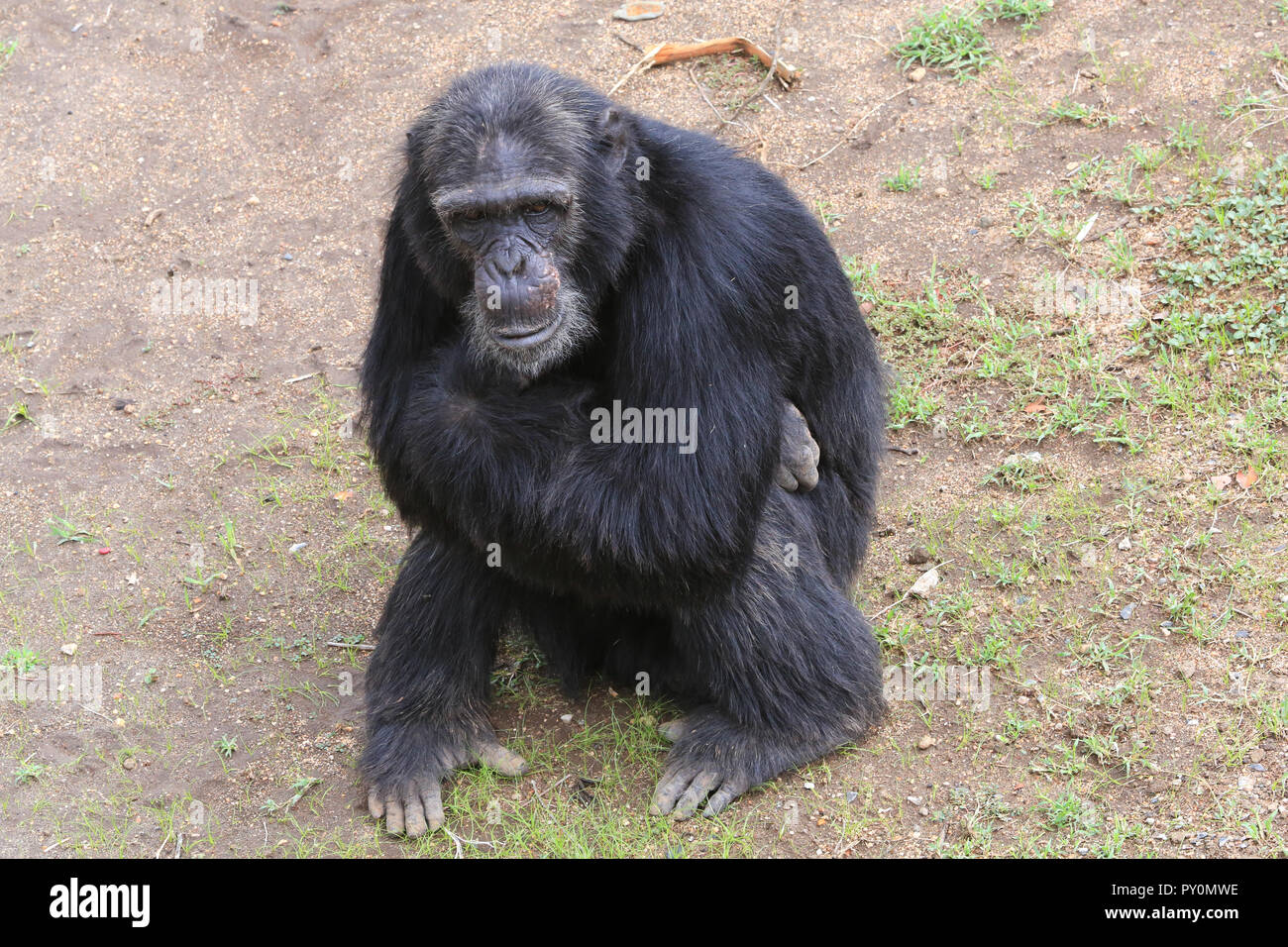 The chimpanzee named Socrates at the Sweetwaters Chimpanzee Sanctuary at Ol Pejeta Conservancy in Laikipia County, Kenya. Stock Photo