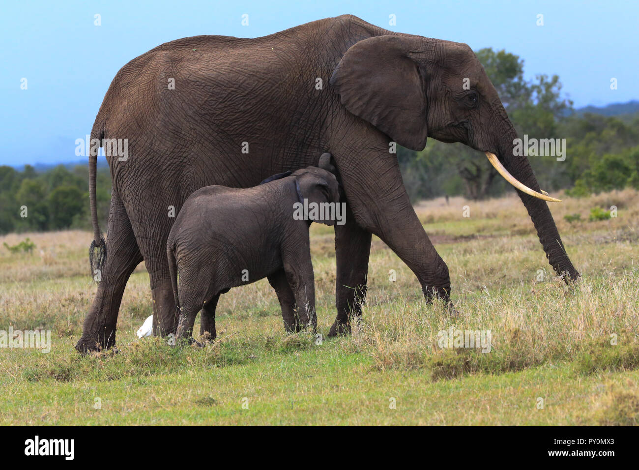 An elephant nursing its baby at the Ol Pejeta Conservancy in Laikipia County, Kenya. Safari tour from the Sweetwaters Tented Camp. Stock Photo