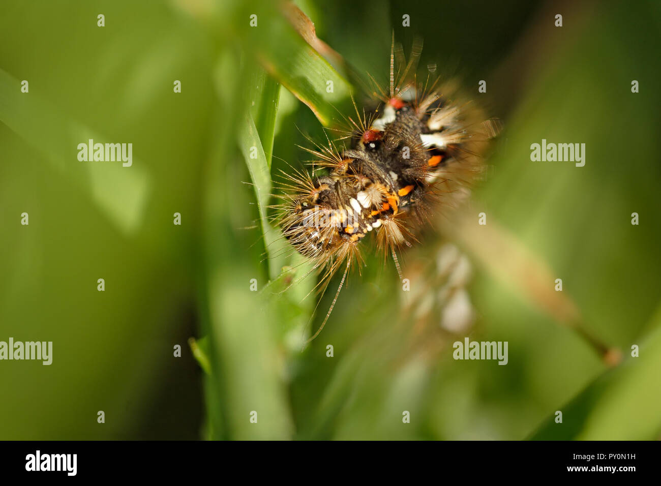 Caterpillar hairy black color hi-res stock photography and images - Alamy