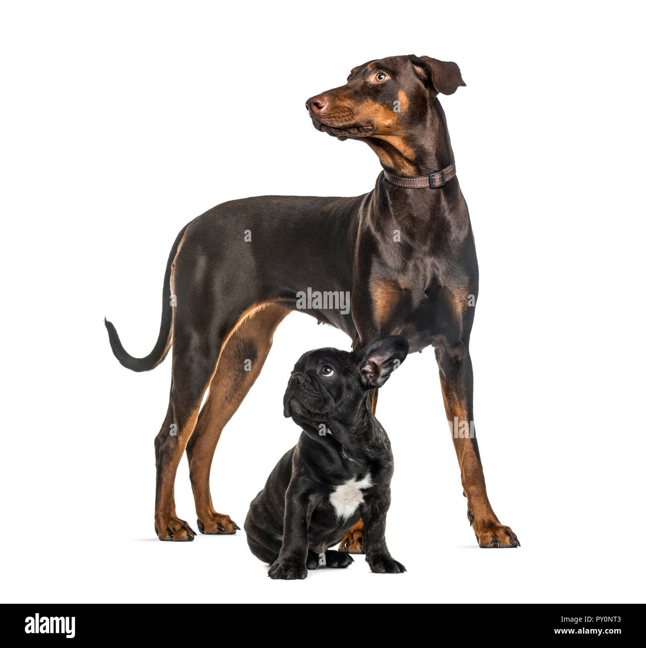 foran Seaboard Okklusion Doberman Pinscher, Black French bulldog sitting, in front of white  background Stock Photo - Alamy