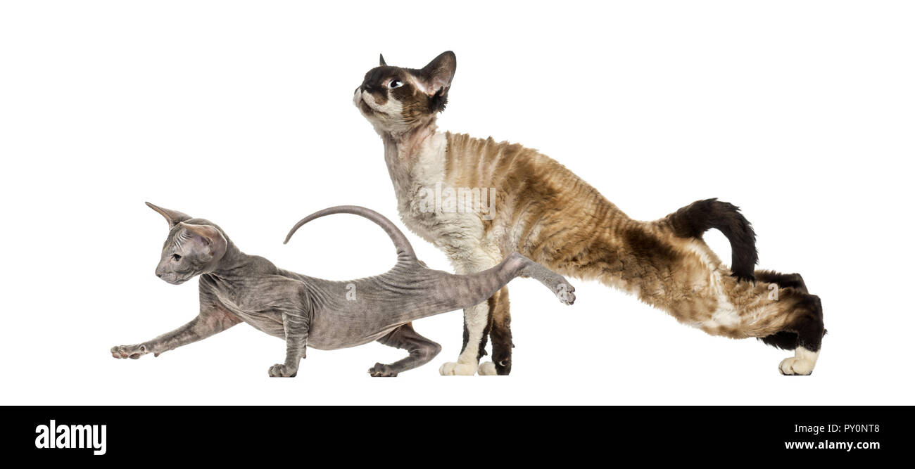 Devon Rex, Peterbald kitten, in front of white background Stock Photo