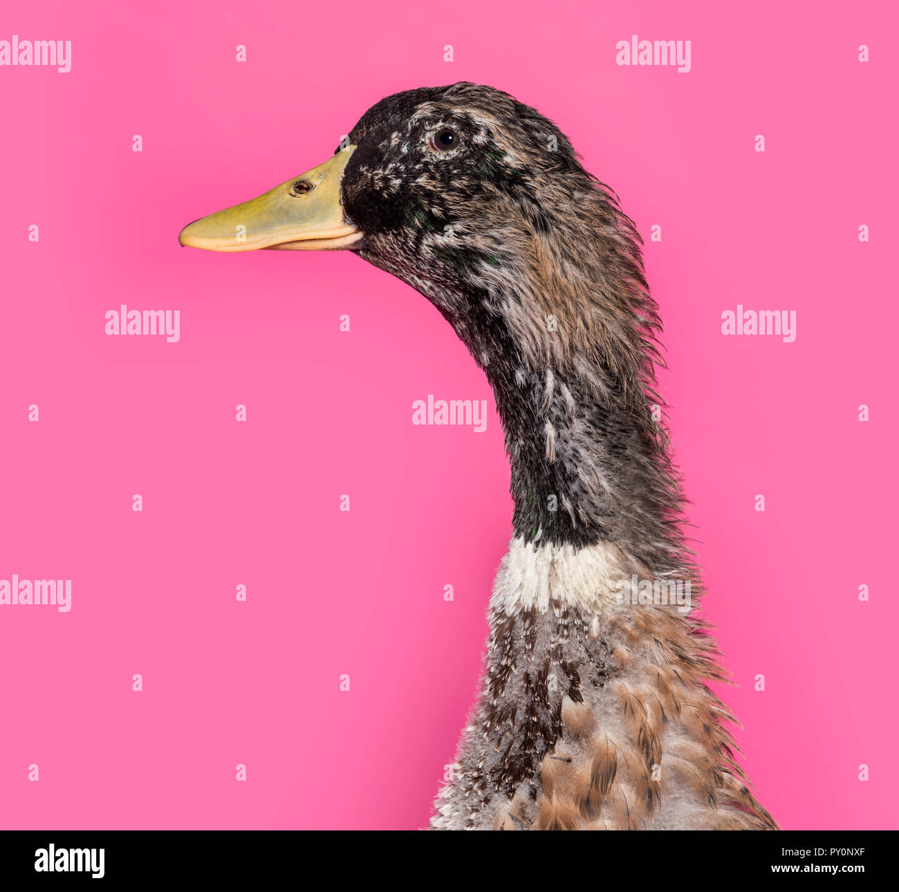 Rouen duck hi-res stock photography and images - Alamy