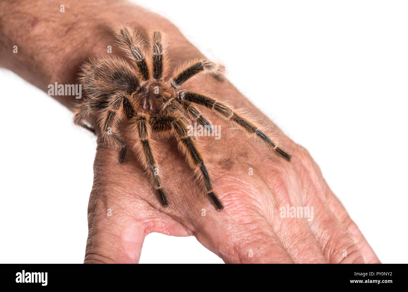 Tarantula on persons hand against white background Stock Photo
