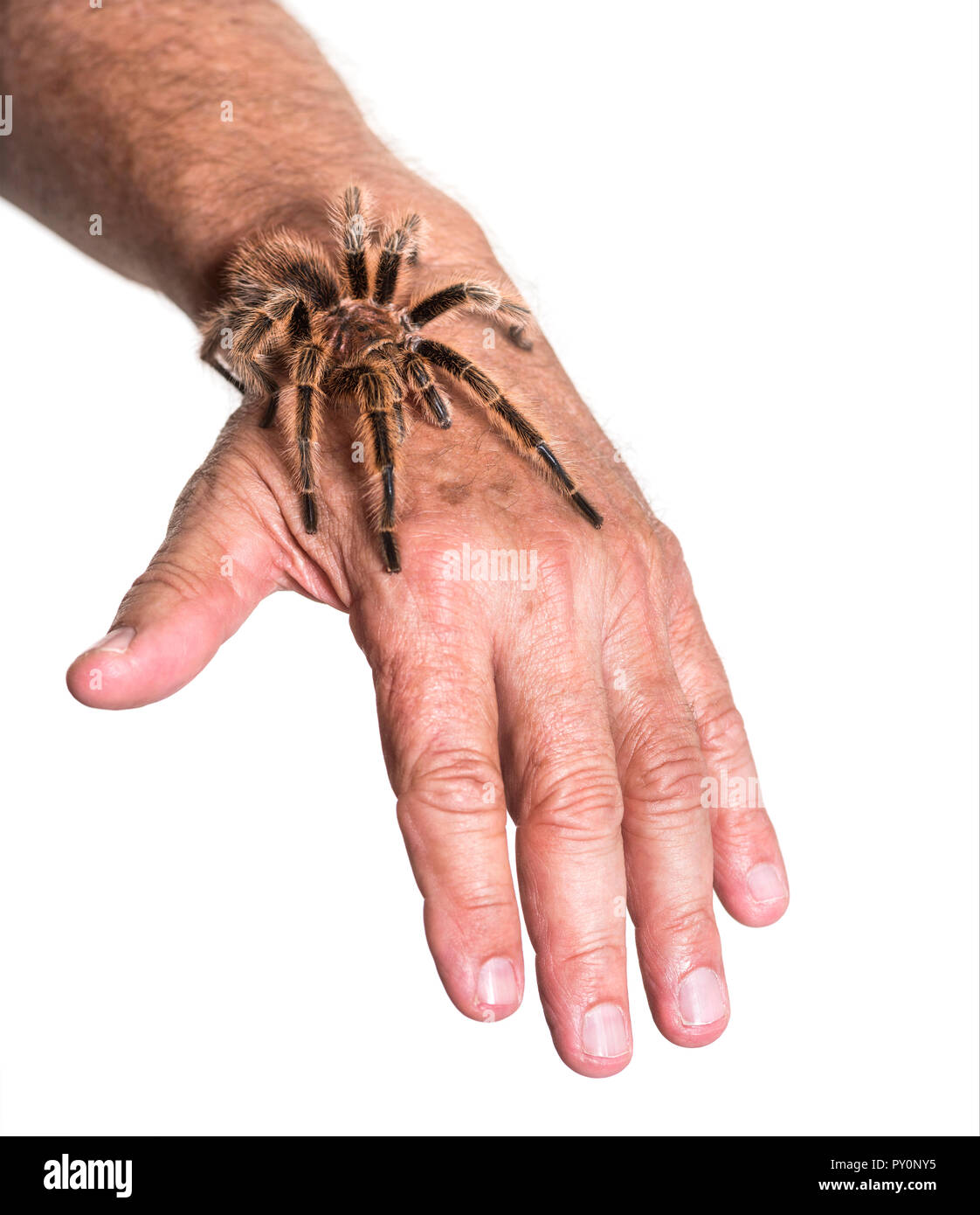 Tarantula on persons hand against white background Stock Photo