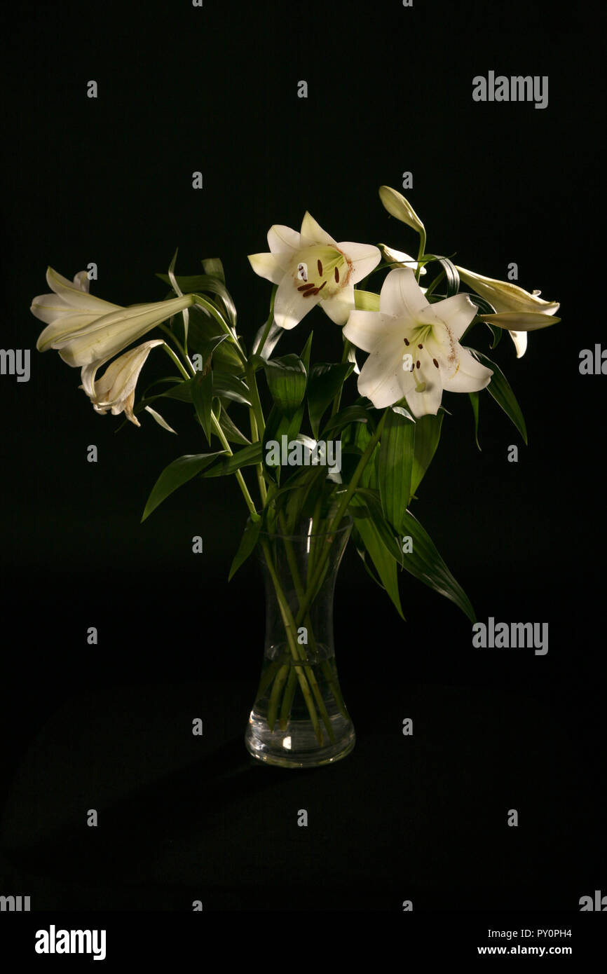 Lilies in a glass vase Stock Photo Alamy