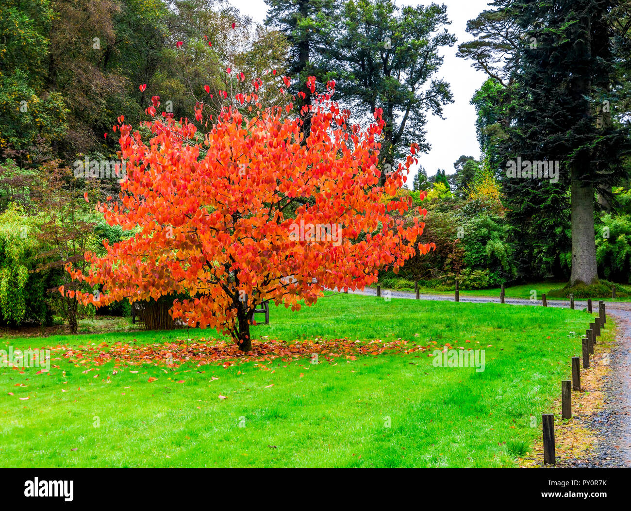 A beautiful tree (Davidia Involucrata) from South-West China with falling colourful red and orange leaves during autumn season in Benmore Botanic Gard Stock Photo