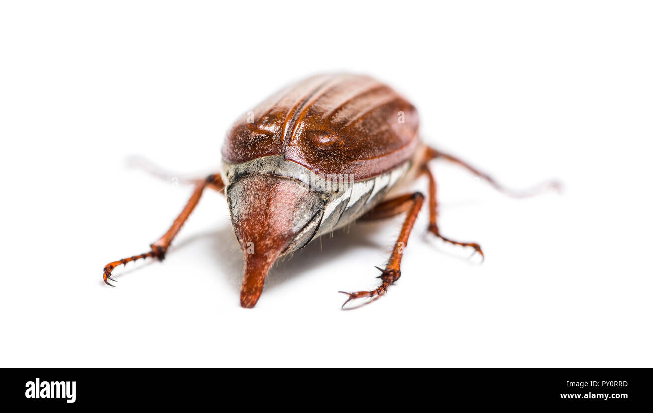 Summer chafer or European june beetle, Amphimallon solstitiale, in front of white background Stock Photo