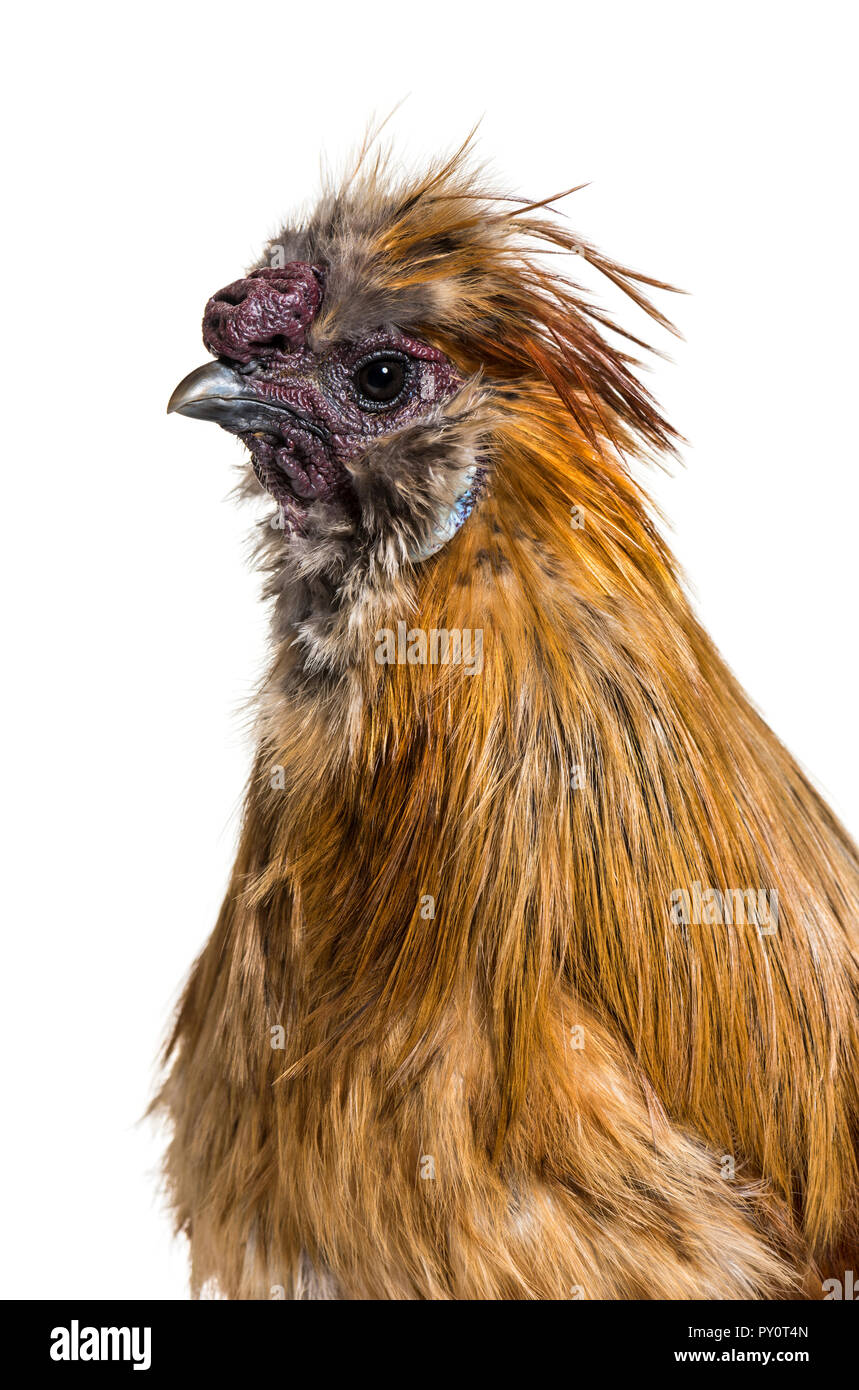 Fluffy chicken hi-res stock photography and images - Alamy