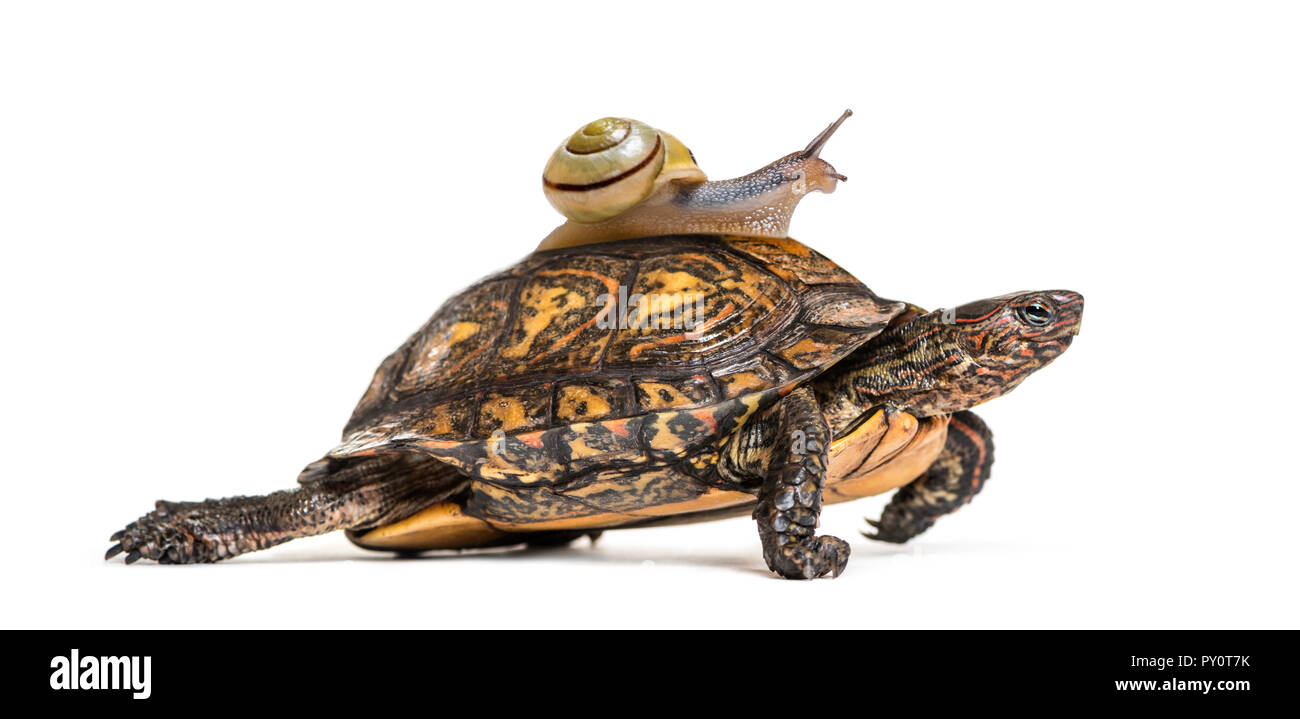 Ornate or painted wood turtle, Rhinoclemmys pulcherrima, with Brown-lipped snail, Cepaea nemoralis, on it's back, in front of white background Stock Photo