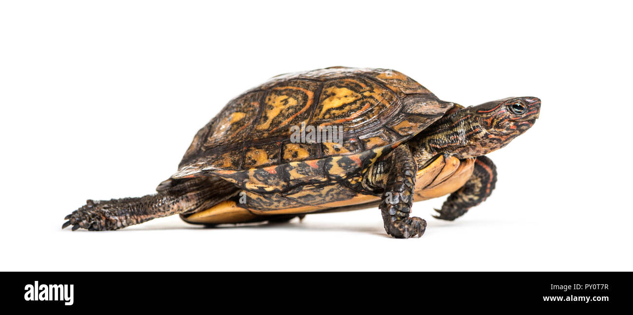 Ornate or painted wood turtle, Rhinoclemmys pulcherrima, in front of white background Stock Photo