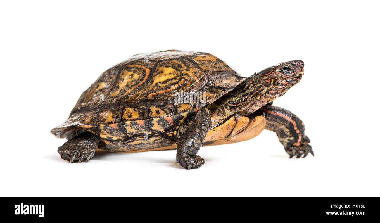 Ornate or painted wood turtle, Rhinoclemmys pulcherrima, in front of white background Stock Photo