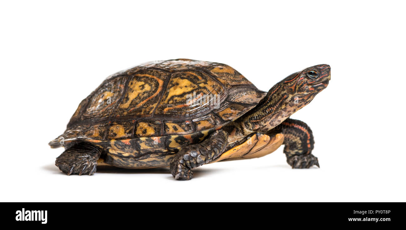 Ornate or painted wood turtle, Rhinoclemmys pulcherrima, in front of white background Stock Photo