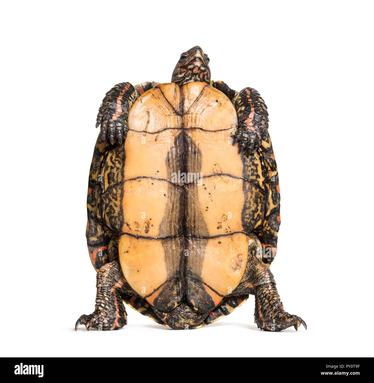 Plastron of the ornate or painted wood turtle, Rhinoclemmys pulcherrima, in front of white background Stock Photo