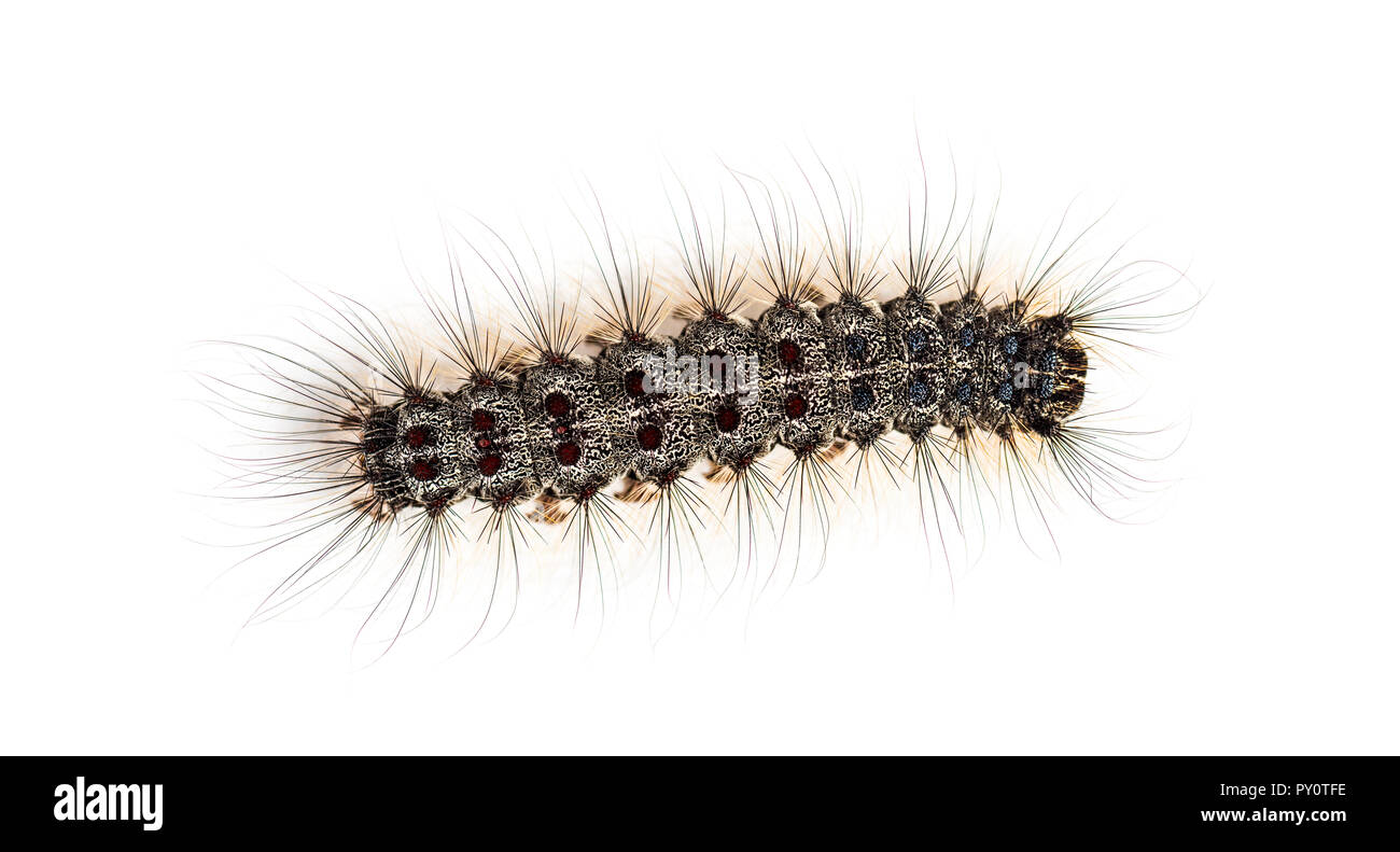 Overhead view of the Caterpillar of a Lymantria dispar, the gypsy moth ...