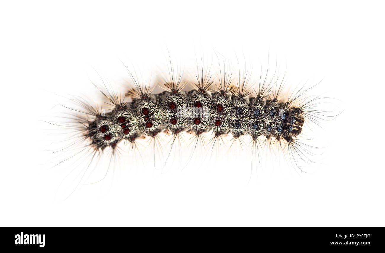 Overhead view of the Caterpillar of a Lymantria dispar, the gypsy moth ...