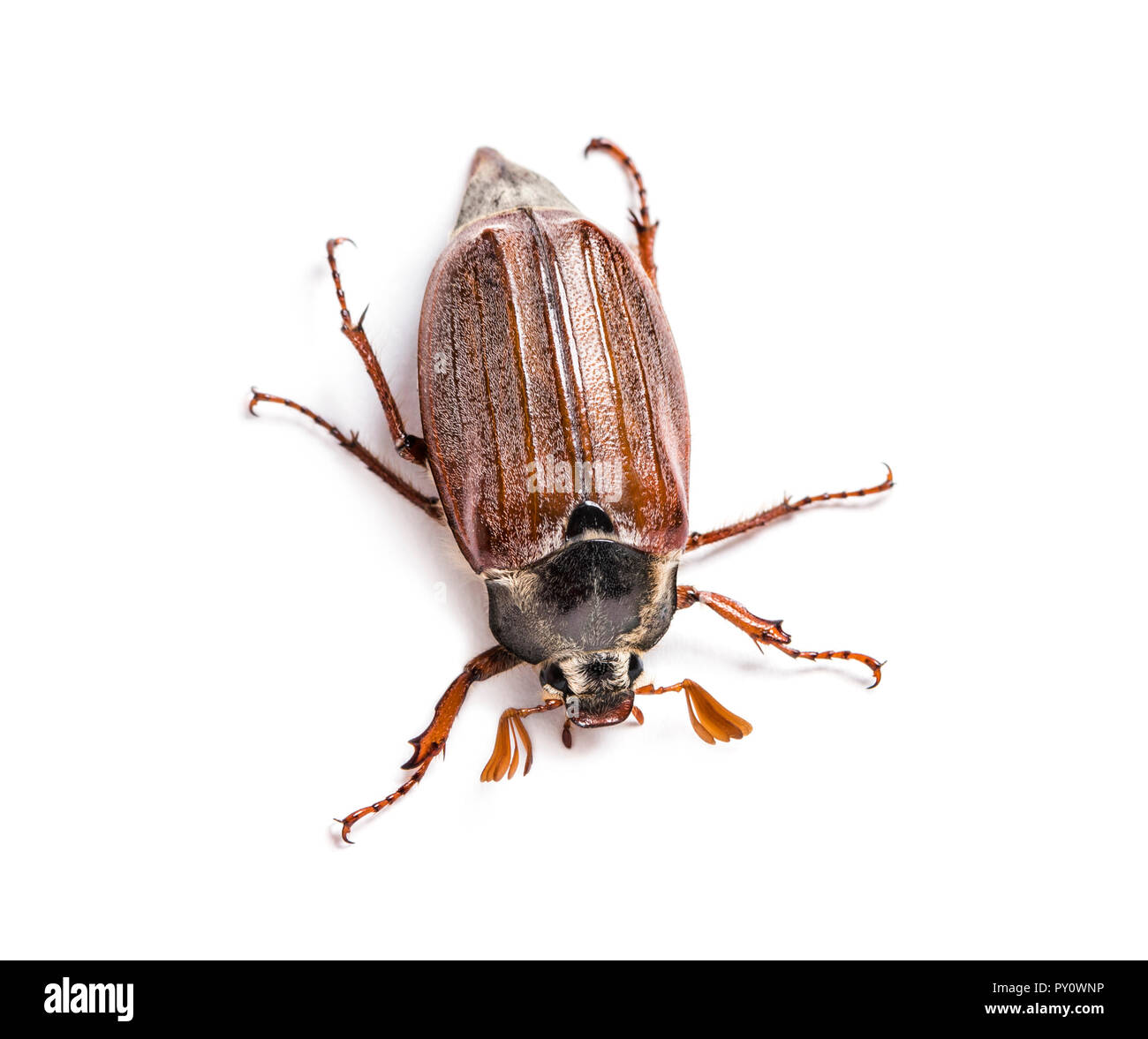 Summer chafer or European june beetle, Amphimallon solstitiale, in front of white background Stock Photo