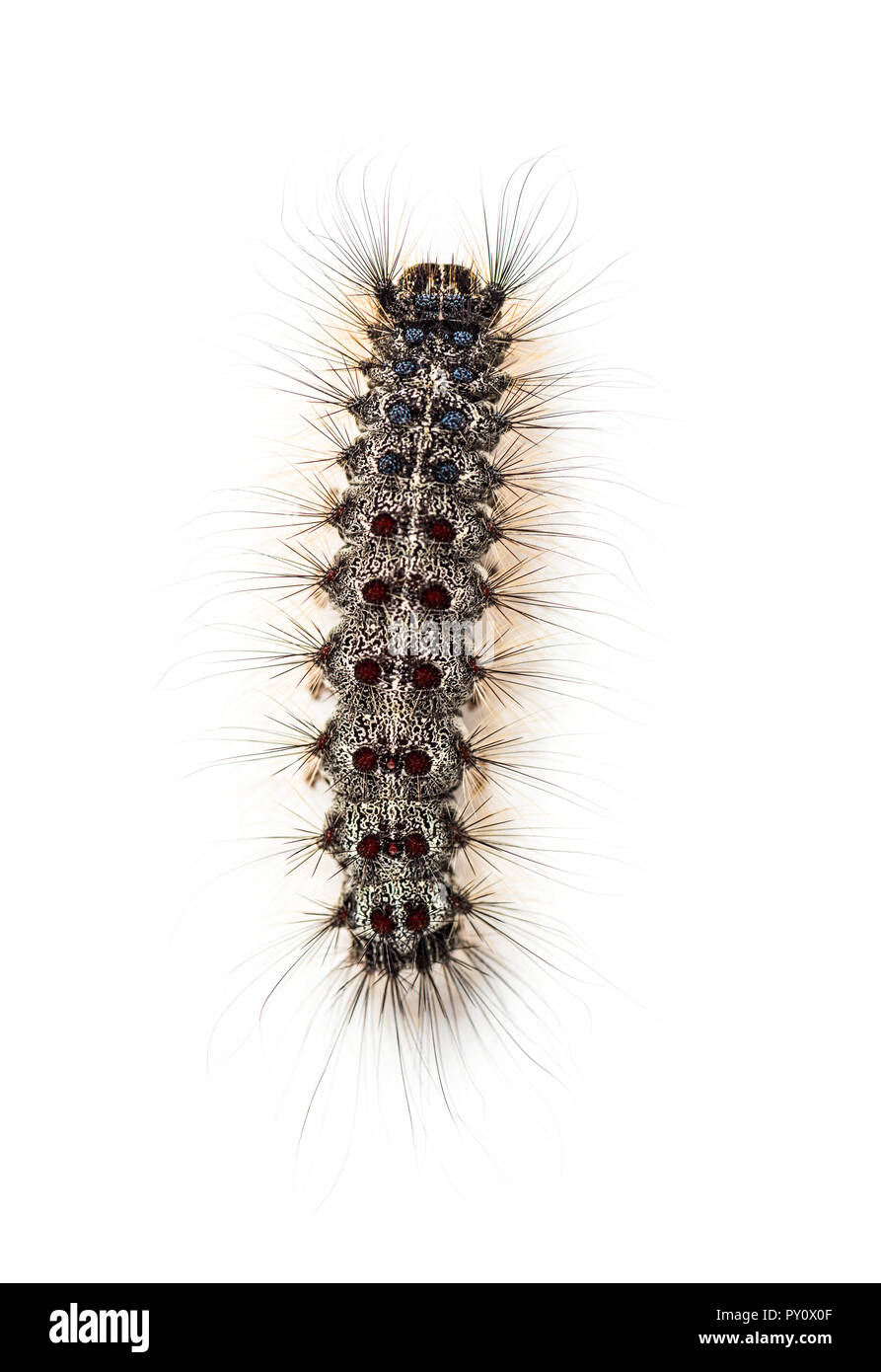 Overhead view of the Caterpillar of a Lymantria dispar, the gypsy moth ...