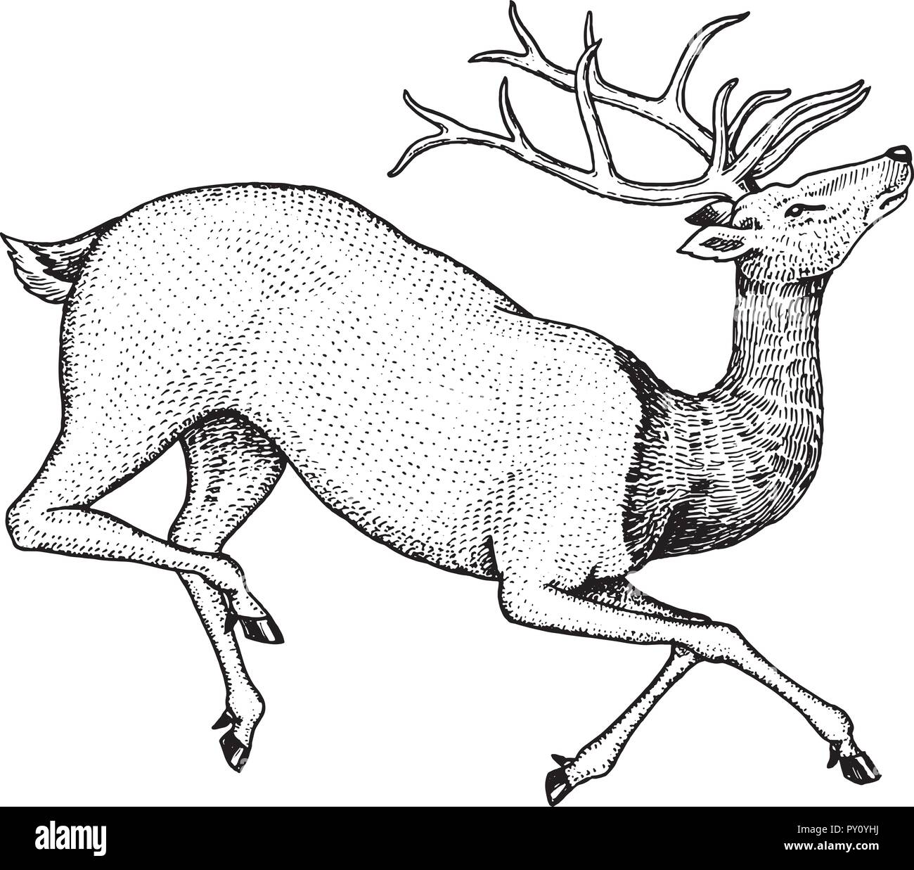 Soaring deer. Wild animal jumping. Horned mammal. Monochrome Vintage style. Engraved hand drawn
