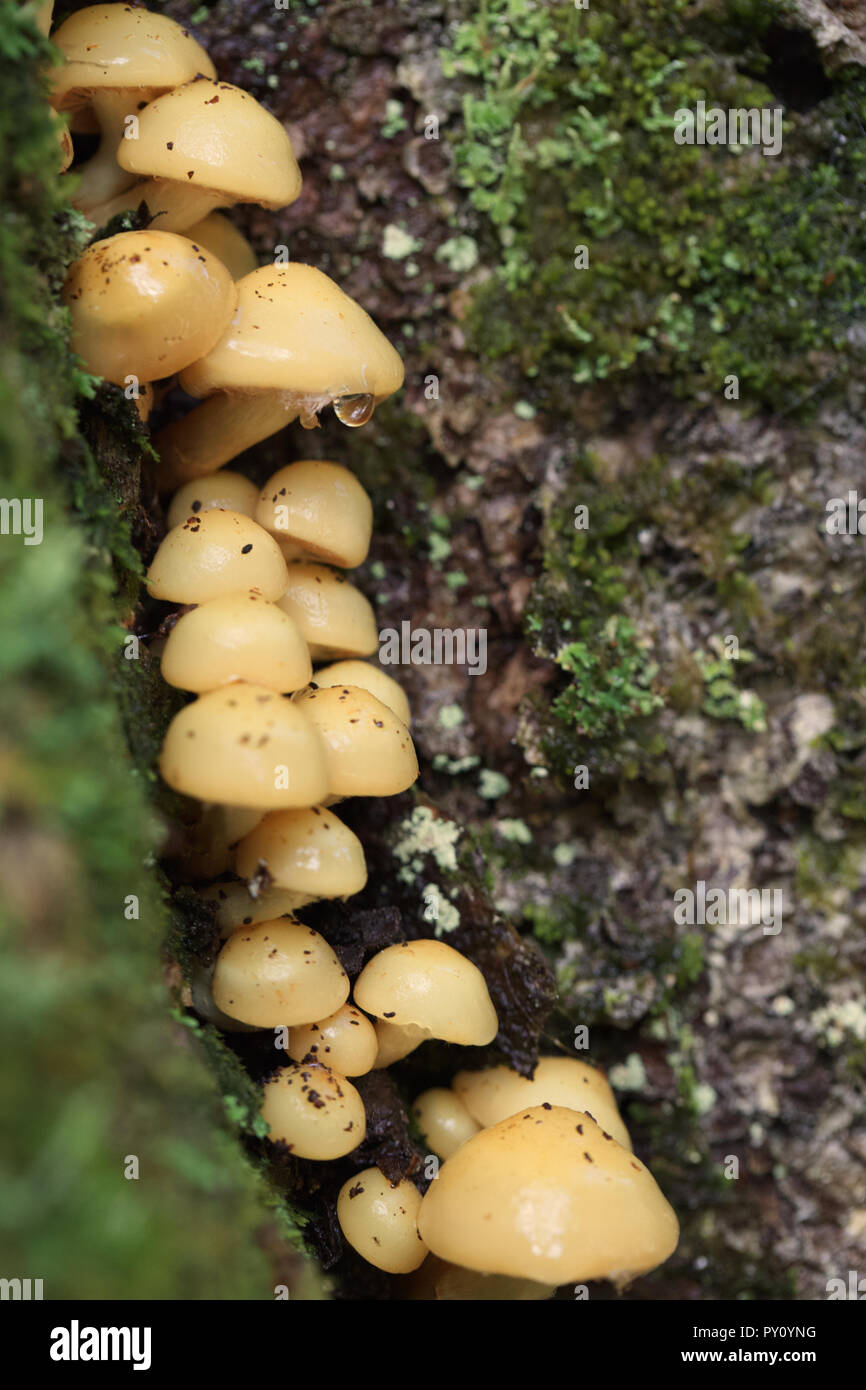 Wild Mushrooms Growing on side of tree Stock Photo Alamy