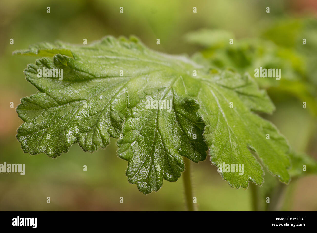 Scented geranium leaf on natural background Stock Photo Alamy