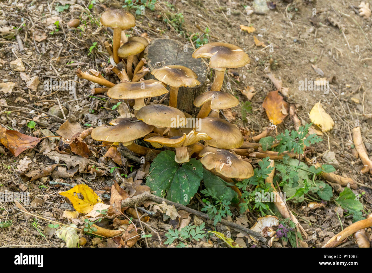 mushrooms in the foreground background in the woods Stock Photo